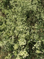 Galium