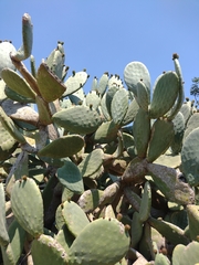 Opuntia ficus-indica