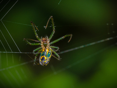 Leucauge venusta