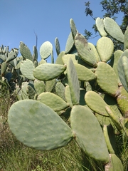 Opuntia ficus-indica