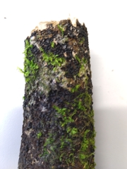 Rosellinia corticium