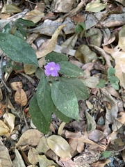 Ruellieae