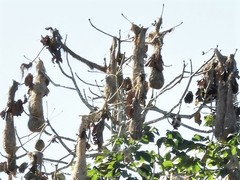 Psarocolius angustifrons