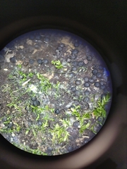 Rosellinia corticium