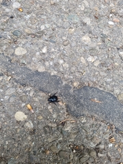 Anoplotrupes stercorosus