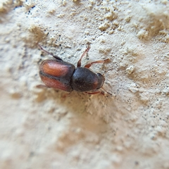Urodontinae