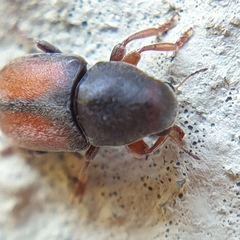 Urodontinae