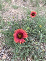 Gaillardia amblyodon