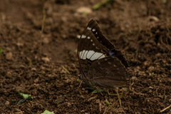 Charaxes bohemani