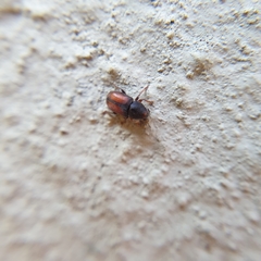 Urodontinae