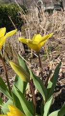 Tulipa sylvestris