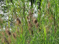 Phragmites vallatoria