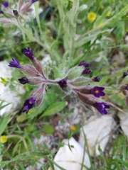 Anchusa hybrida