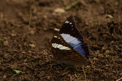Charaxes bohemani