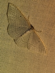 Poecilasthena pulchraria