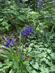 Hyacinthoides non-scripta