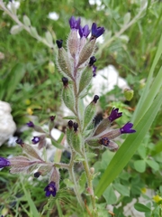 Anchusa hybrida