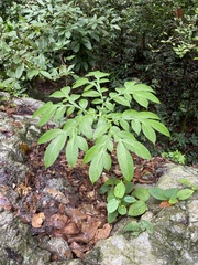 Amorphophallus paeoniifolius