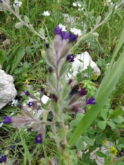 Anchusa hybrida