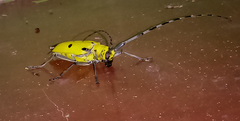 Acalolepta sulphurifera
