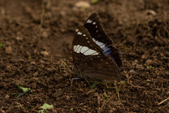 Charaxes bohemani