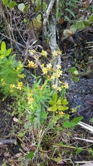 Hypericum cistifolium