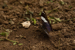 Charaxes bohemani