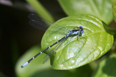 Chromagrion conditum