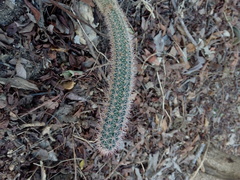 Acanthocereus oaxacensis