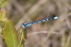 Enallagma laterale