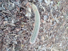 Acanthocereus oaxacensis