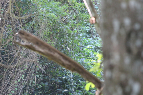 Black-backed Puffback (Dryoscopus cubla)