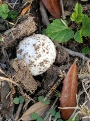 Lysurus periphragmoides