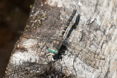 Williamsonia lintneri