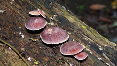 Gymnopilus aeruginosus