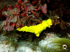 Notodoris citrina