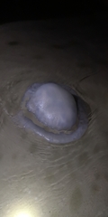 Rhopilema hispidum