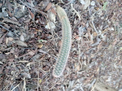 Acanthocereus oaxacensis