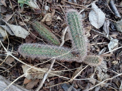 Acanthocereus oaxacensis