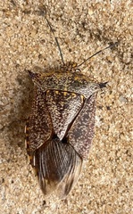 Alcaeorrhynchus