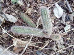 Acanthocereus oaxacensis
