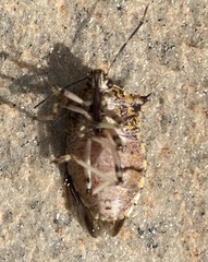 Alcaeorrhynchus
