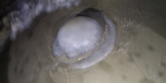 Rhopilema hispidum
