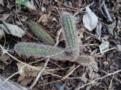 Acanthocereus oaxacensis