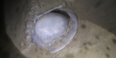 Rhopilema hispidum