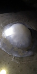 Rhopilema hispidum