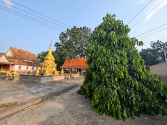 Garcinia xanthochymus