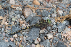 Gomphaeschna furcillata