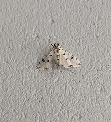 Conchylodes diphteralis