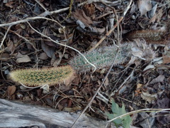 Acanthocereus oaxacensis